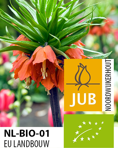 FRITILLARIA BIO Rubra 18/+, 10 ks